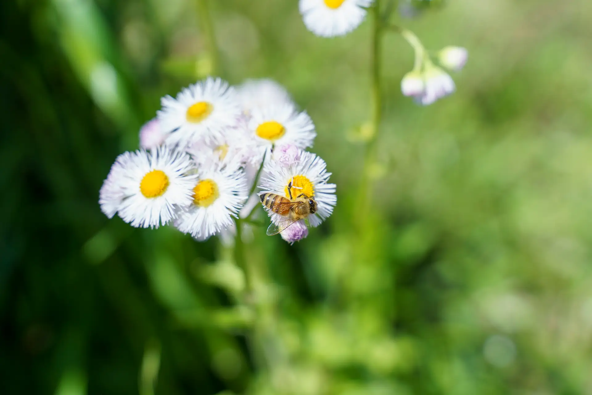Flower Honey - Photo